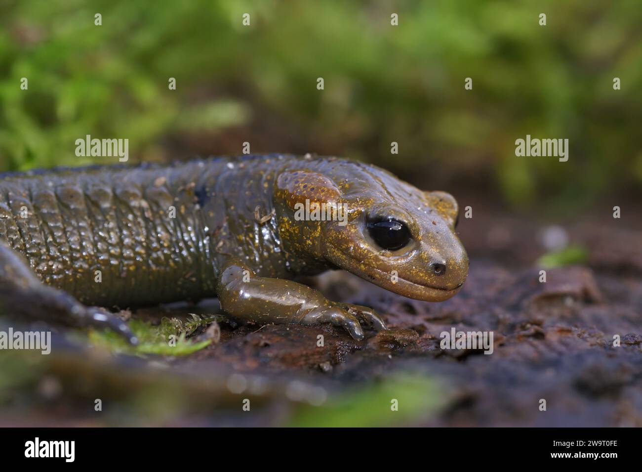 Gros plan détaillé sur la salamandre de feu asturienne vivante, Salamandra salamandra alfredschmidtii assis sur le bois Banque D'Images