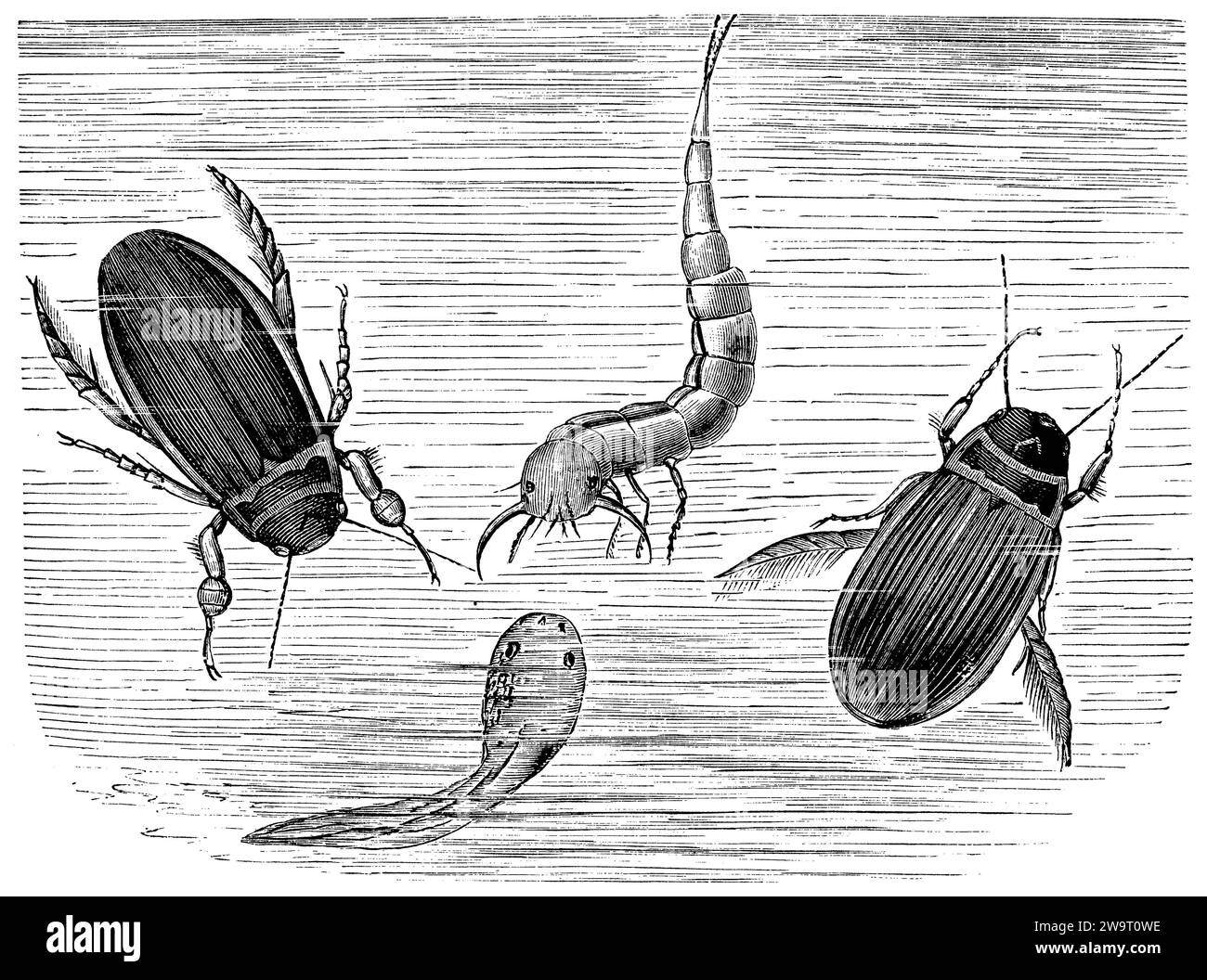 Grand beetlemale de plongée à gauche, femelle à droite et larve au milieu, attrapant un têtard de peau, Dytiscus marginalis, anonym (livre zoologique, 1899), Gelbrandkäfer, Wännchen links, Weibchen rechts und mittig Larve, eine Hautquappe ergreifend, dytique bordé, le Mâle à gauche, la femme à droite et la larve au centre, saisissant un dermatophore. Banque D'Images