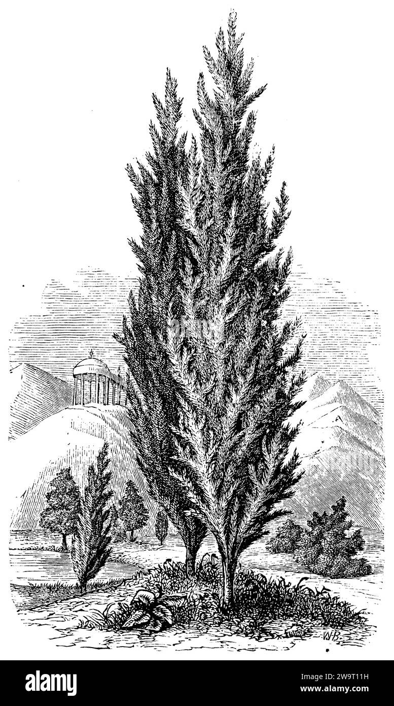 Cyprès italien, Cupressus sempervirens, (livre d'histoire des religions, 1885), Mittelmeer-Zypresse, Cyprès commun Banque D'Images
