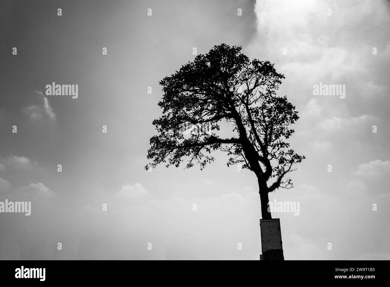 images d'arrière-plan de l'arbre Banque D'Images