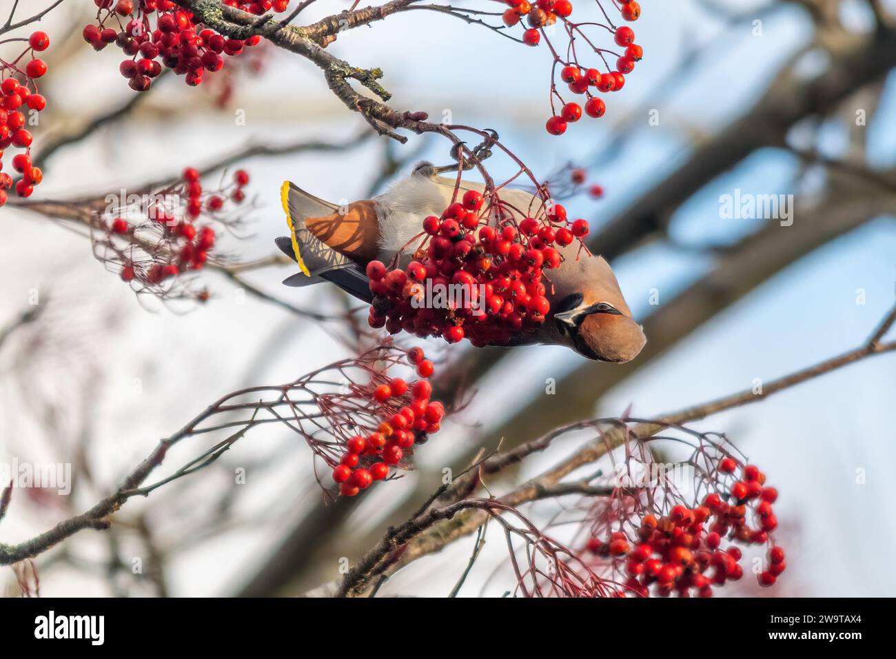 Waxwing Bird (Bombycilla garrulus) se nourrissant de baies rouges de rowan en décembre 2023, une année majeure d'irruption pour le migrant hivernal, Angleterre, Royaume-Uni Banque D'Images