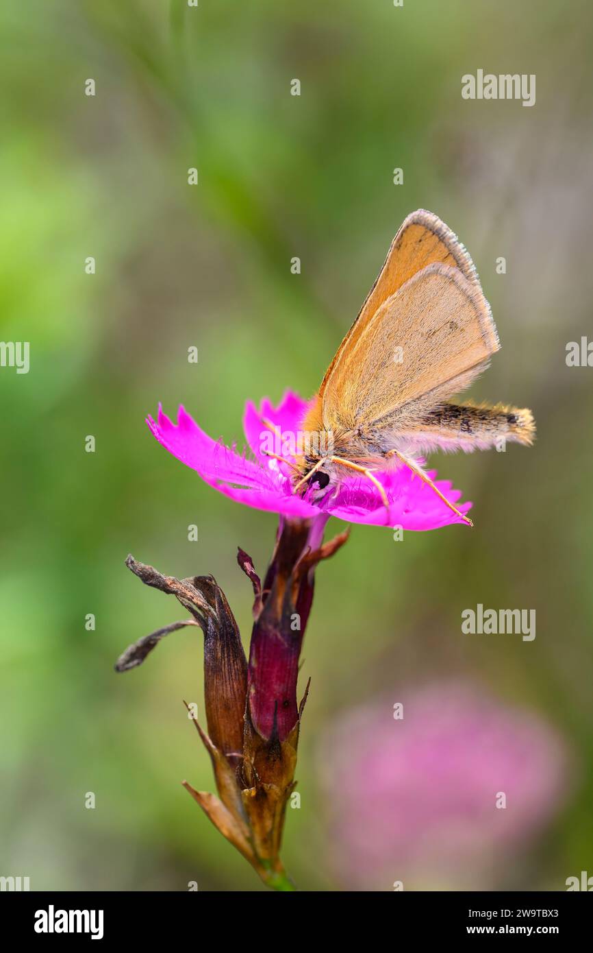 Essex skipper ou papillon skipper européen - Thymelicus lineola suce avec son nectar de tronc d'une fleur rose chartreuse - Dianthus carthusianorum Banque D'Images