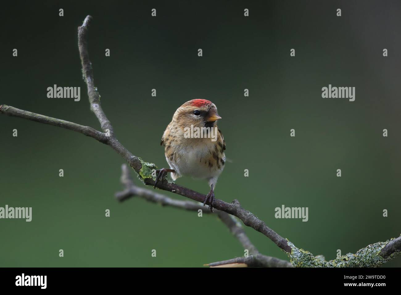 Redpoll, Carduelis flammea, sur une branche couverte de mousse, Mid Wales, uk Banque D'Images