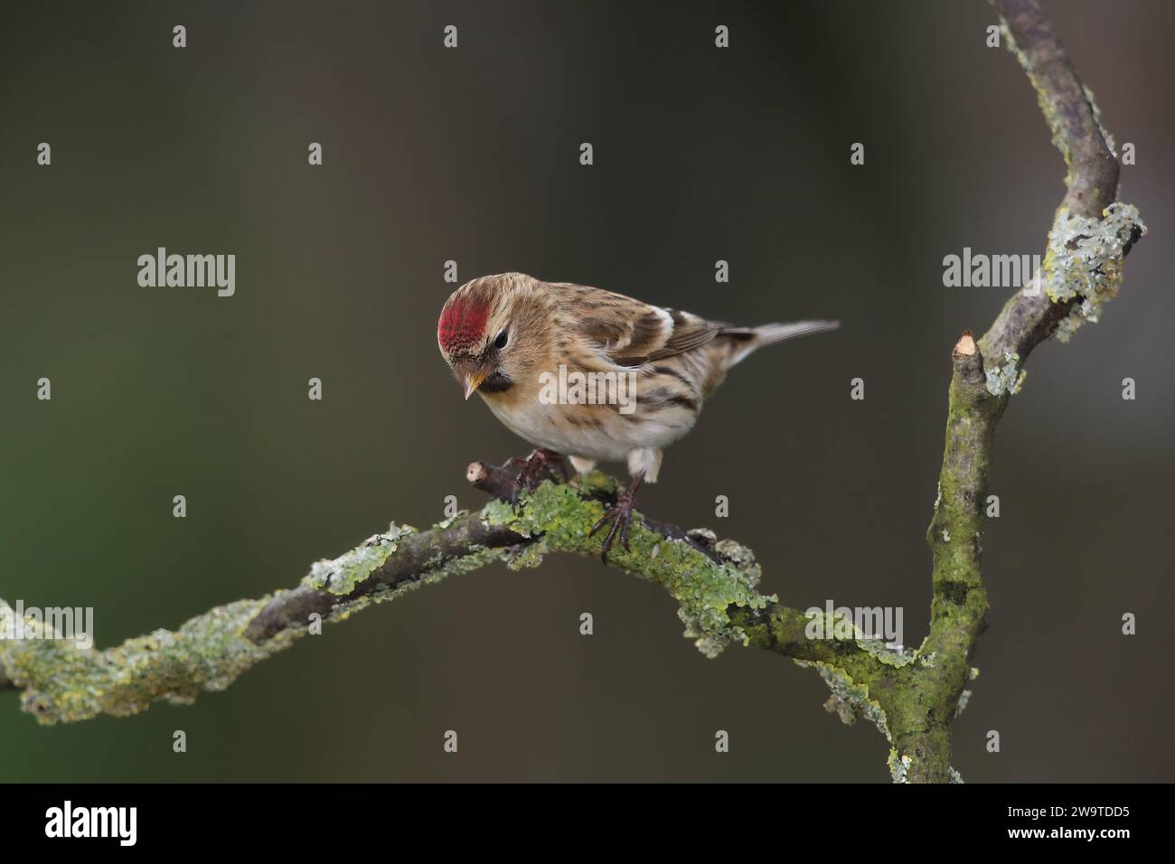Redpoll, Carduelis flammea, sur une branche couverte de mousse, Mid Wales, uk Banque D'Images