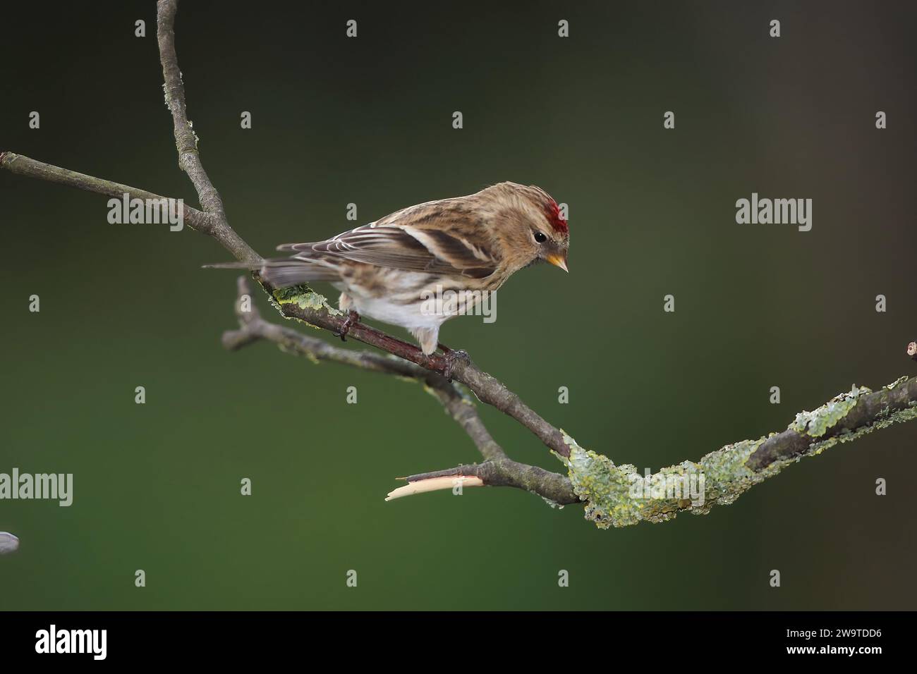 Redpoll, Carduelis flammea, sur une branche couverte de mousse, Mid Wales, uk Banque D'Images