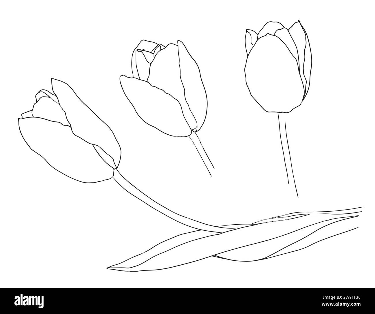 Tulipes définir le dessin au trait. Ligne de fleurs abstraite. Dessin de contour minimaliste de tulipe. Dessin au trait continu de tulipe de fleur.esquisse dessinée à la main de Illustration de Vecteur