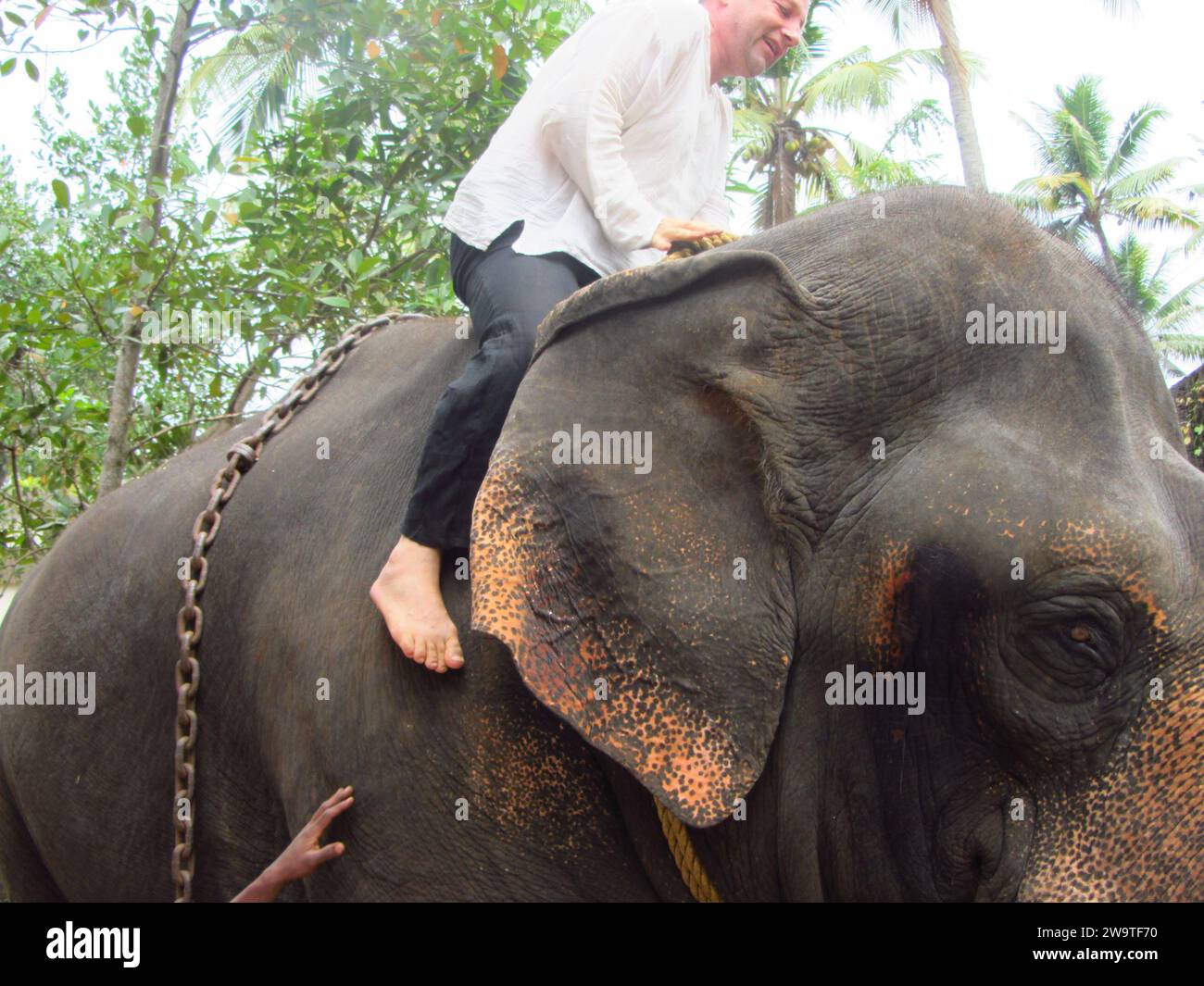 Éléphant indien dans un temple en Inde, ils ne sont pas animaux de compagnie éléphant indien dans un temple en Inde Banque D'Images