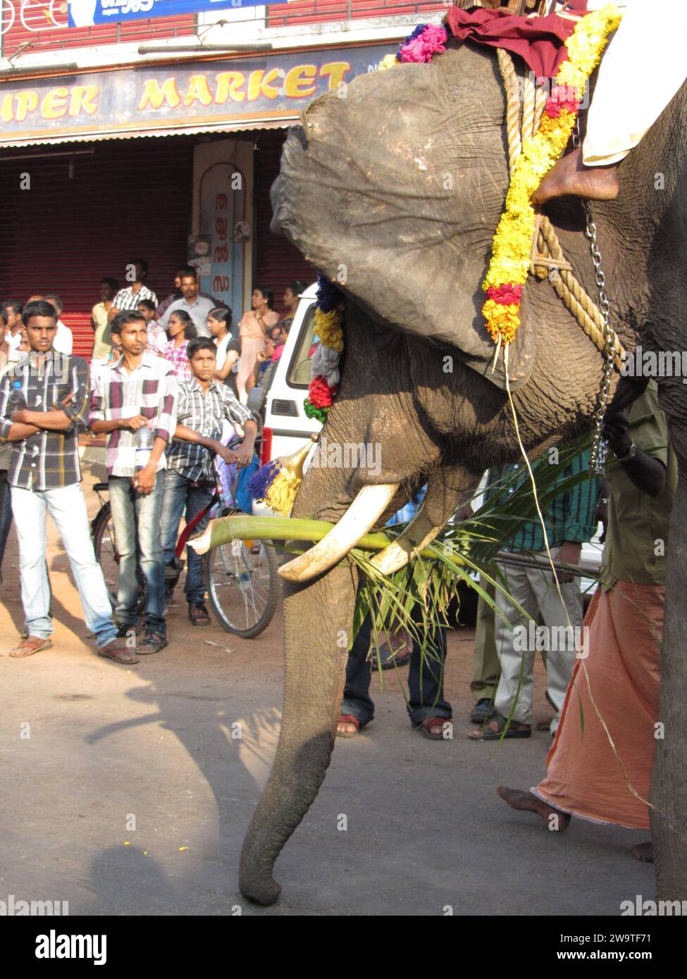 Éléphant indien dans un temple en Inde, ils ne sont pas animaux de compagnie éléphant indien dans un temple en Inde Banque D'Images