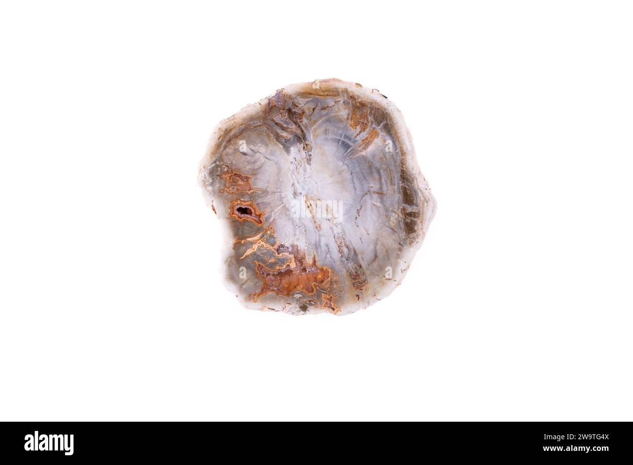 agate, quartz géode en bois pétrifié macro détail fond isolé blanc. gros plan de l'espace de copie de pierres précieuses semi-précieuses polies Banque D'Images