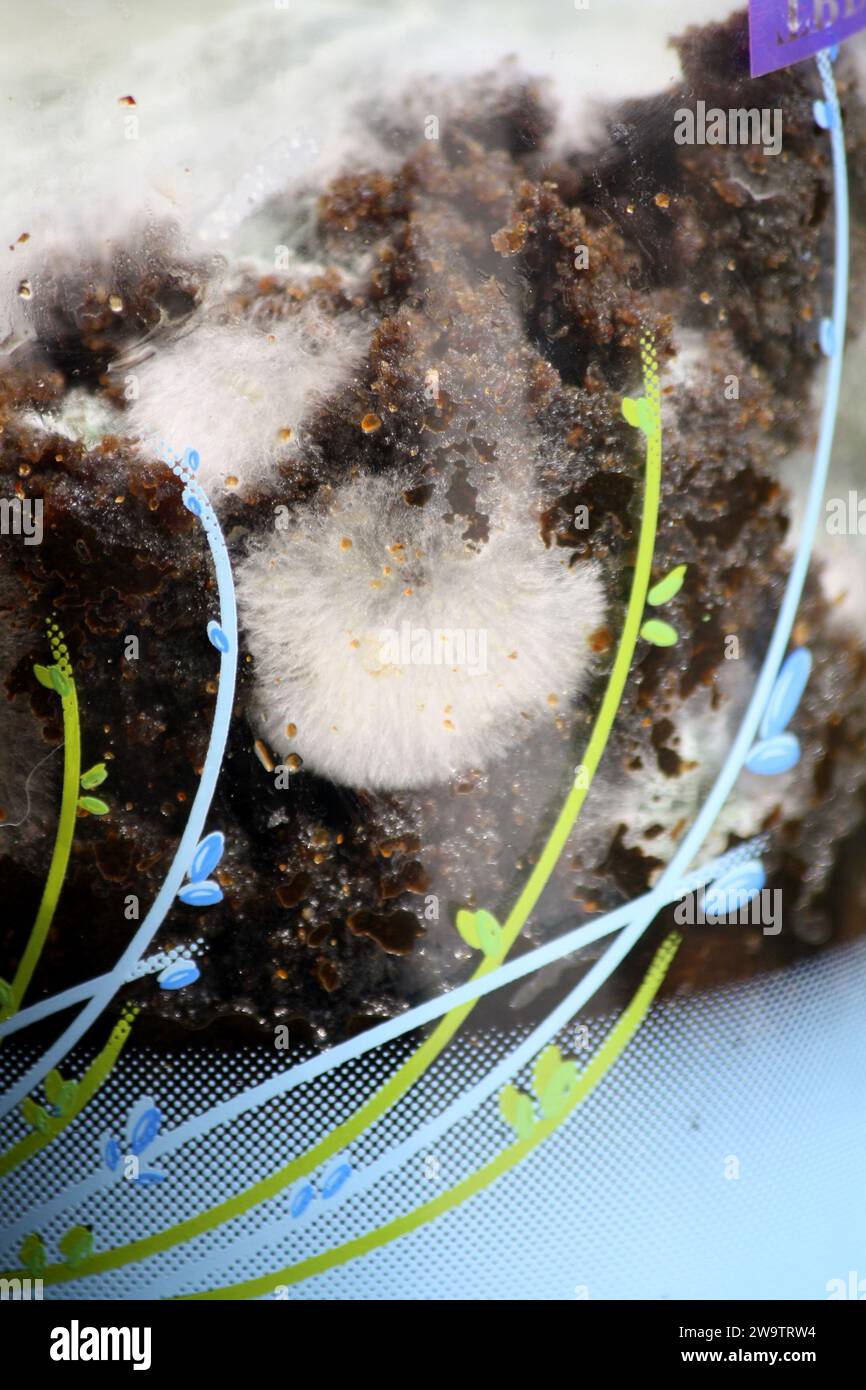 Champignon filamenteux blanc (moisissure ou moisissure) poussant sur matière organique dans un bocal en verre : (pix Sanjiv Shukla) Banque D'Images