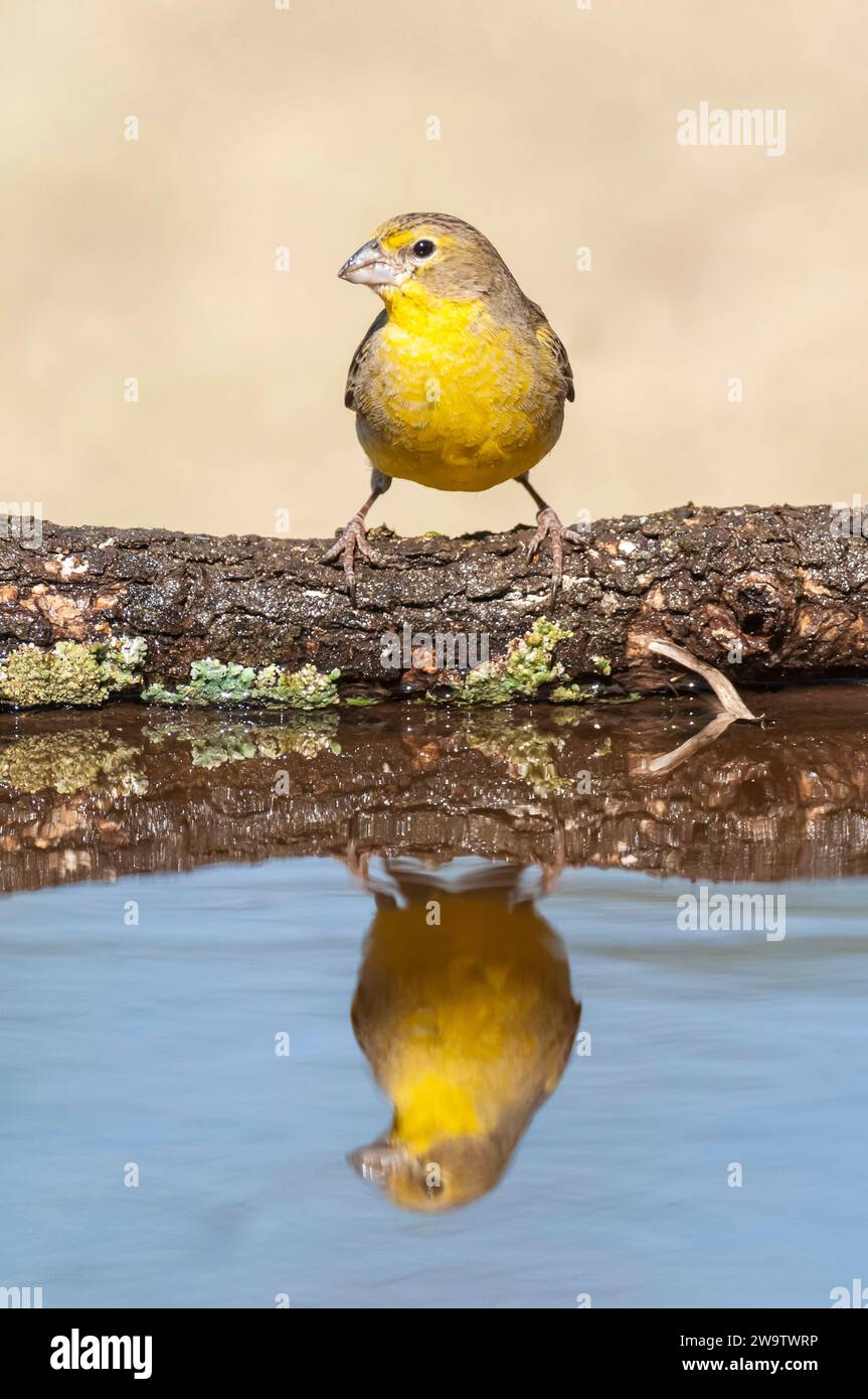 Finch safran, Sicalis flaveola, la Pampa, Argentine. Banque D'Images