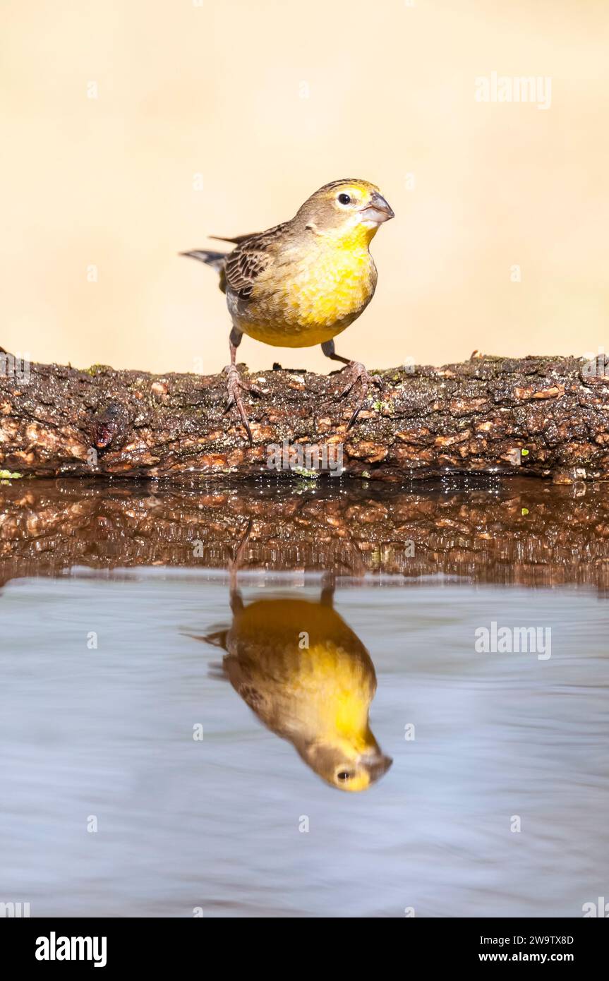 Finch safran, Sicalis flaveola, la Pampa, Argentine. Banque D'Images