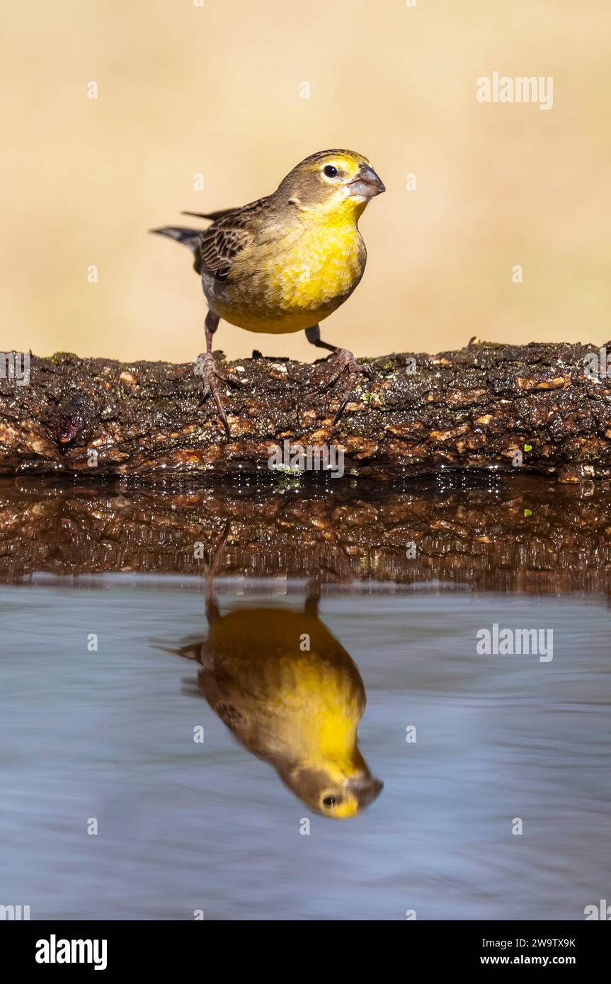 Finch safran, Sicalis flaveola, la Pampa, Argentine. Banque D'Images
