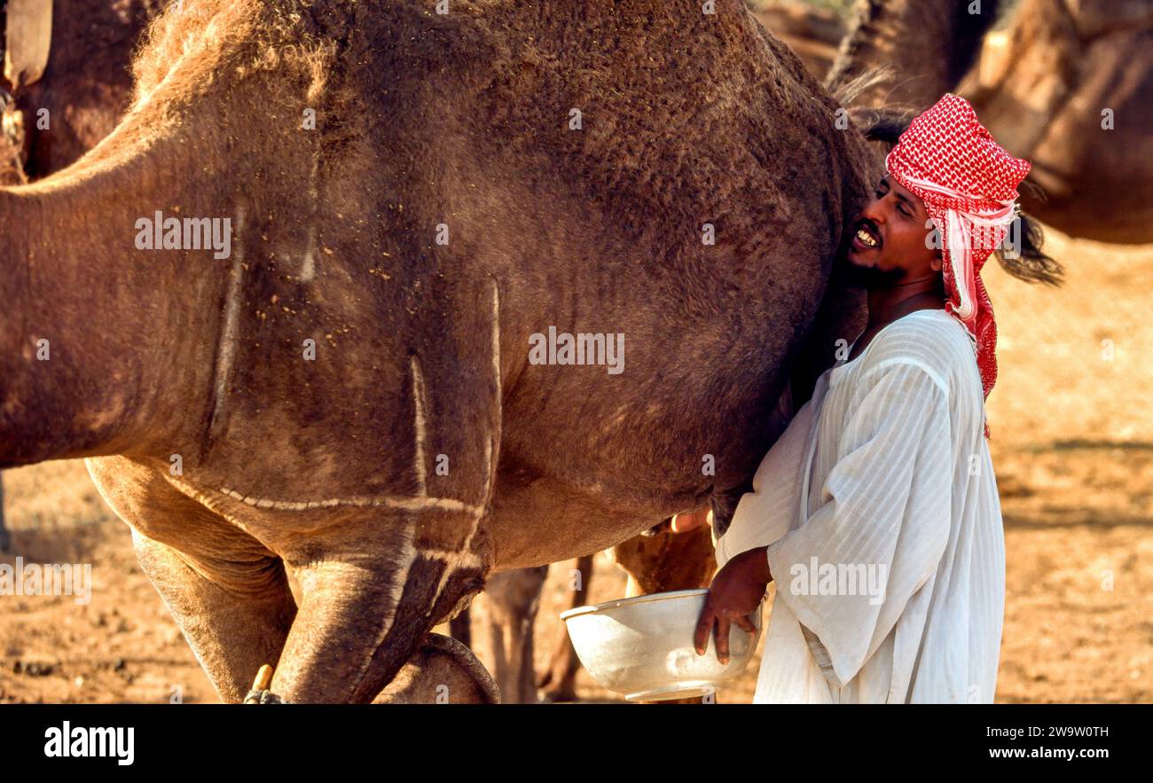 Arabie Saoudite accompagnateur traire le chameau le lait est considéré comme un luxe souhaitable Banque D'Images