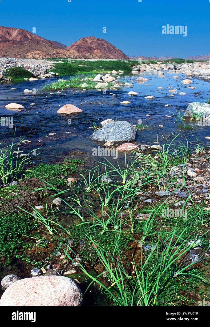 Rivière de source chaude d'Arabie Saoudite et plantes vertes entourées de collines désertiques Banque D'Images