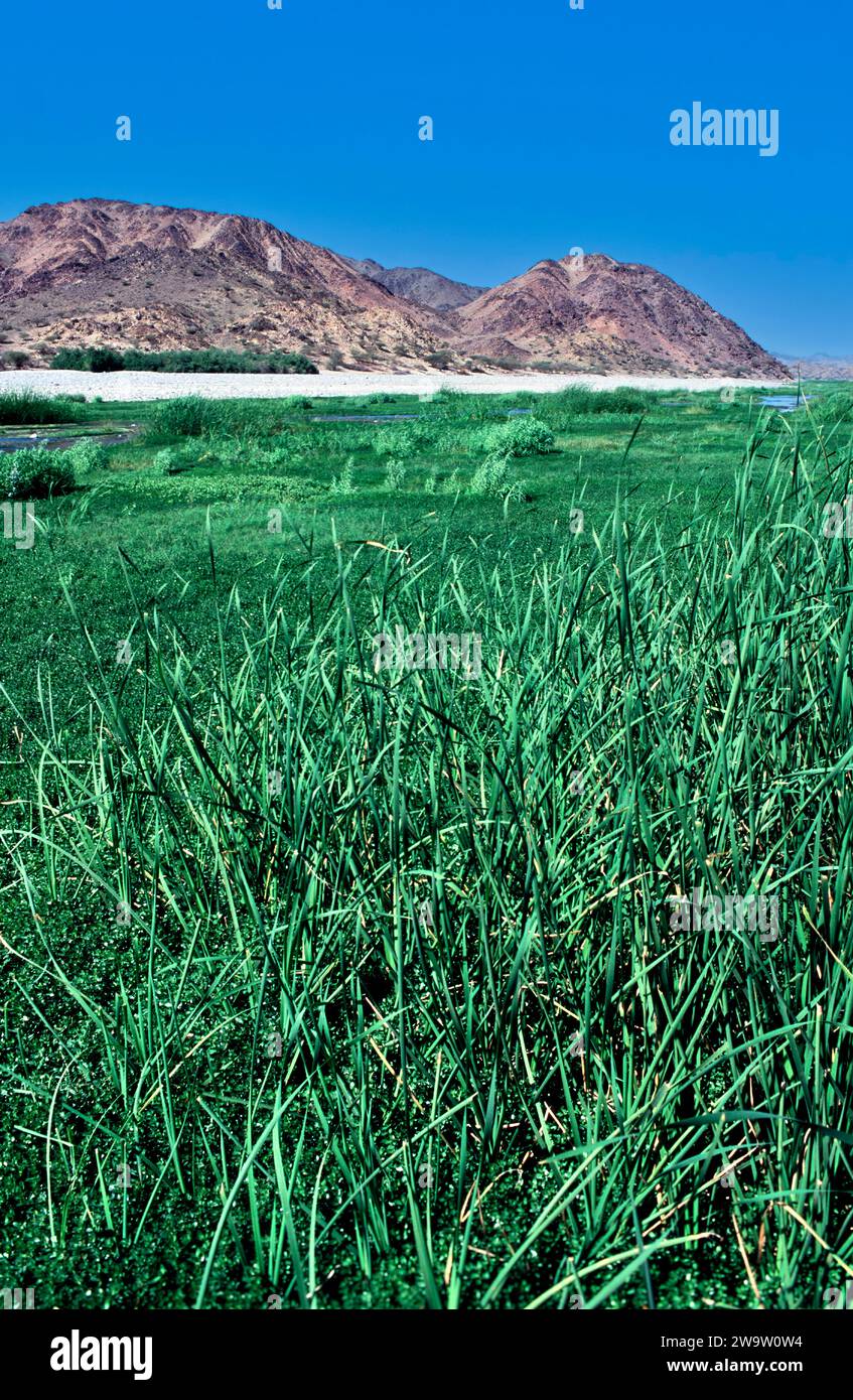 Rivière de source chaude d'Arabie Saoudite et plantes verdoyantes entourées de collines désertiques Banque D'Images