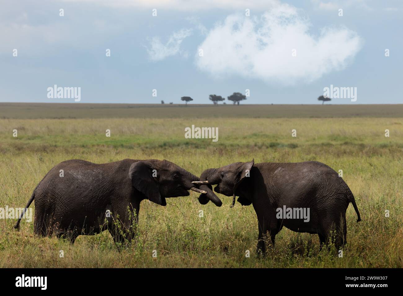Grands éléphants sauvages d'afrique gris dans la savane dans le parc national du Serengeti, Tanzanie, Afrique Banque D'Images