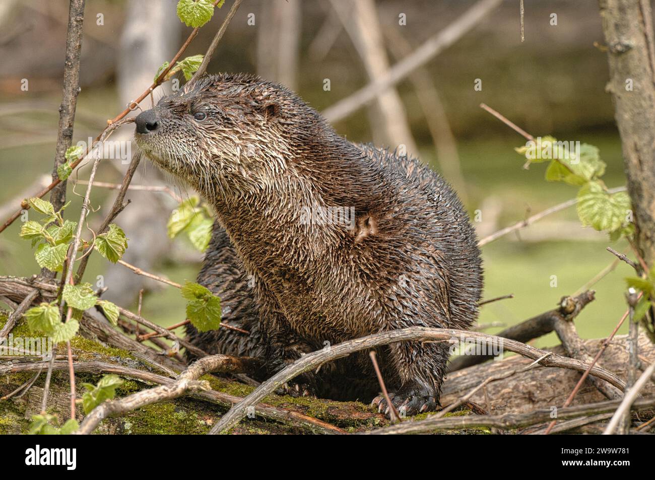 Gros plan d'une loutre de rivière nord-américaine Banque D'Images