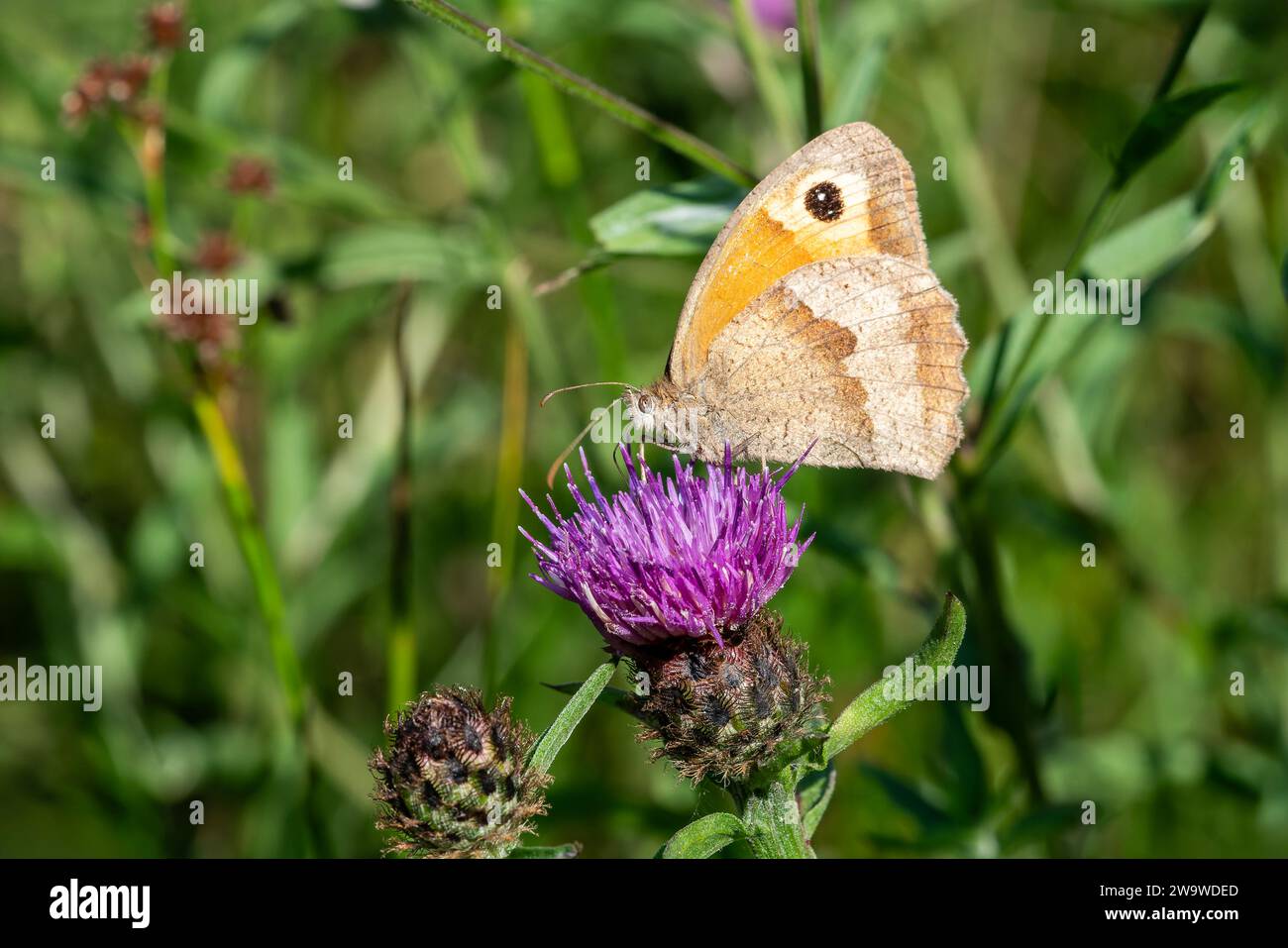 Meadow Brown Butterfly (Maniola jurtina) avec ses ailes s'étaler qui est un insecte brun volant au printemps, image de stock photo Banque D'Images