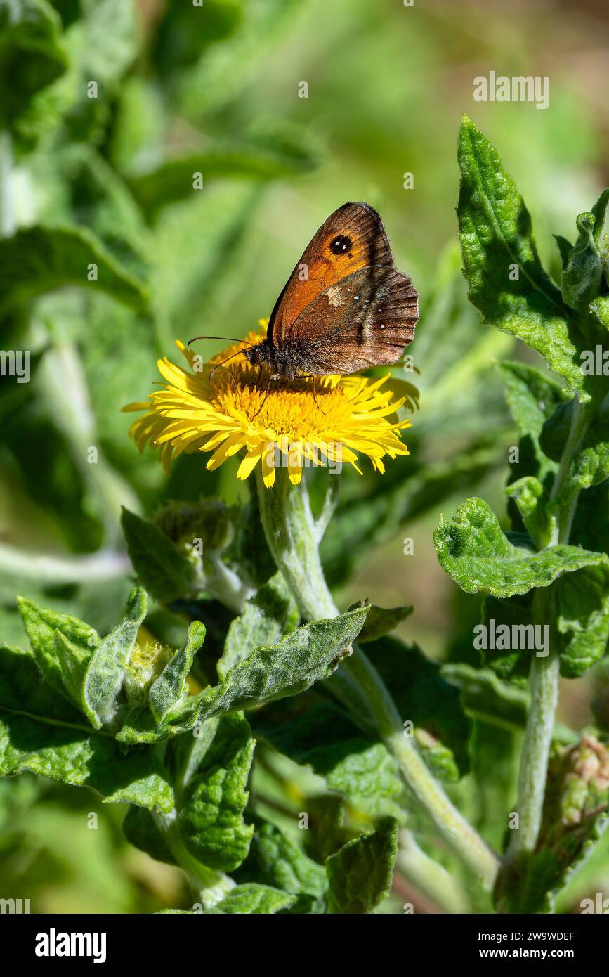 Meadow Brown Butterfly (Maniola jurtina) avec ses ailes s'étaler qui est un insecte brun volant au printemps, image de stock photo Banque D'Images