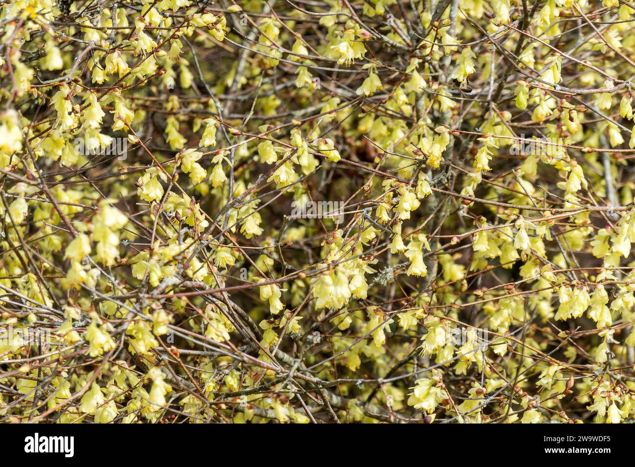Corylopsis pauciflora une plante arbustive à floraison printanière précoce avec une fleur printanière jaune onagre communément appelée noisette d'hiver, image photo stock Banque D'Images