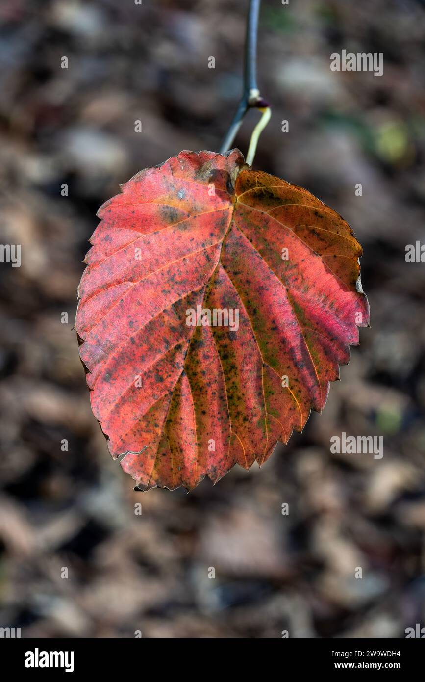 Fond de feuille rouge en automne couleur en novembre, macro gros plan, image photo stock Banque D'Images
