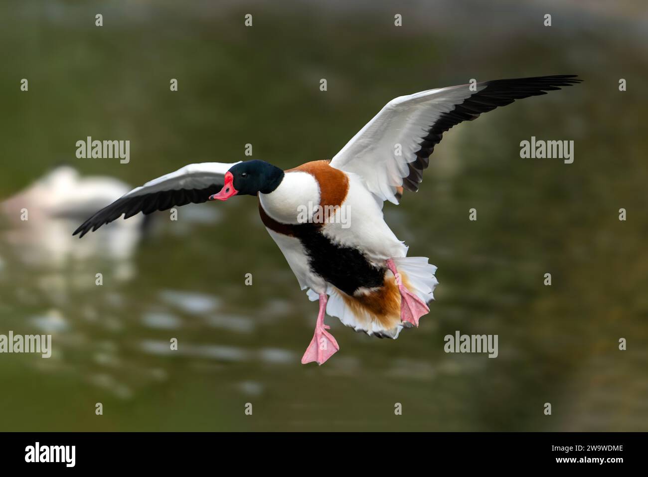 Oiseau de canards communs (Tadorna tadorna) en vol qui est une espèce de canards d'oiseaux aquatiques souvent trouvée sur les lacs des zones humides, image photo stock Banque D'Images