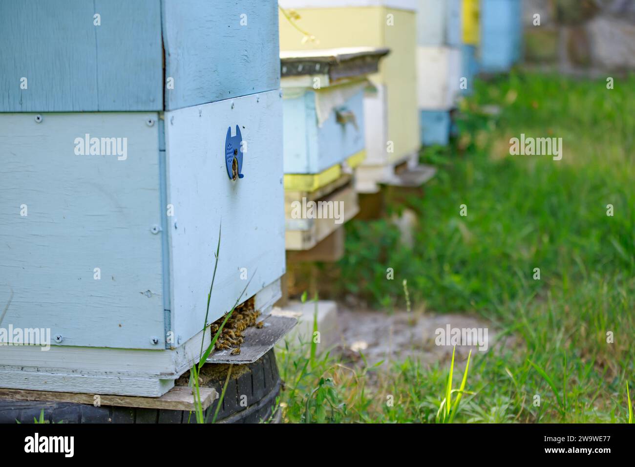 Coucher de soleil au rucher. Abeilles en vol. Ouvrir l'entrée à la ruche jaune. Les abeilles reviennent de la collecte du miel. Beaucoup d'abeilles à l'entrée de ruche Banque D'Images