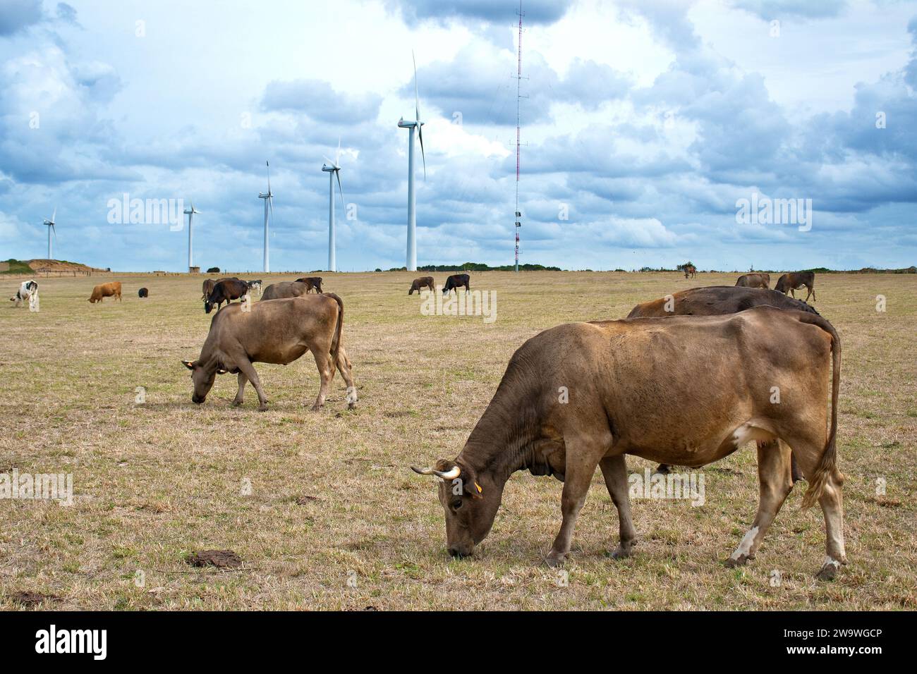 Cap Fagnet près de Fécamp, parc éolien avec vaches Banque D'Images
