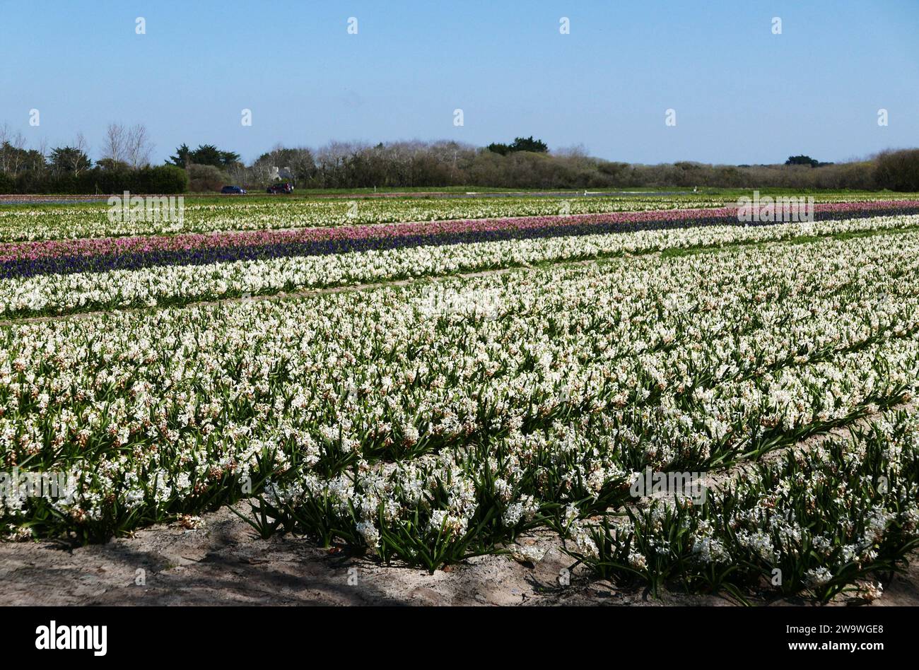 Fields de jacinthflowers blancs ; Pointe de la torche, Finistère, Bretagne, France, Europe Banque D'Images