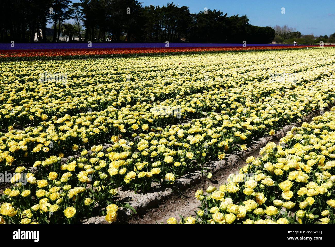 Fields de fleurs de tulipes jaunes ; Pointe de la torche, Finistère, Bretagne, France, Europe Banque D'Images