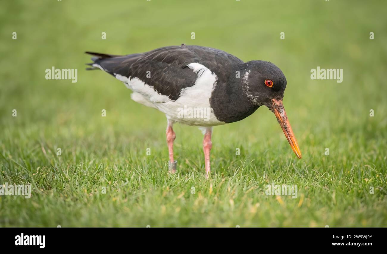 Huîtrier pie, Haematopus ostralegus, sur l'herbe, Close up Banque D'Images