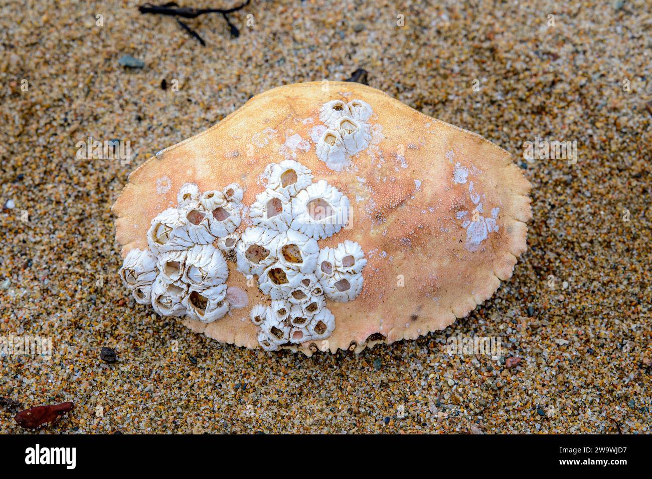 Une coquille de crabe couverte de bernacles couchées sur une plage de sable. Banque D'Images