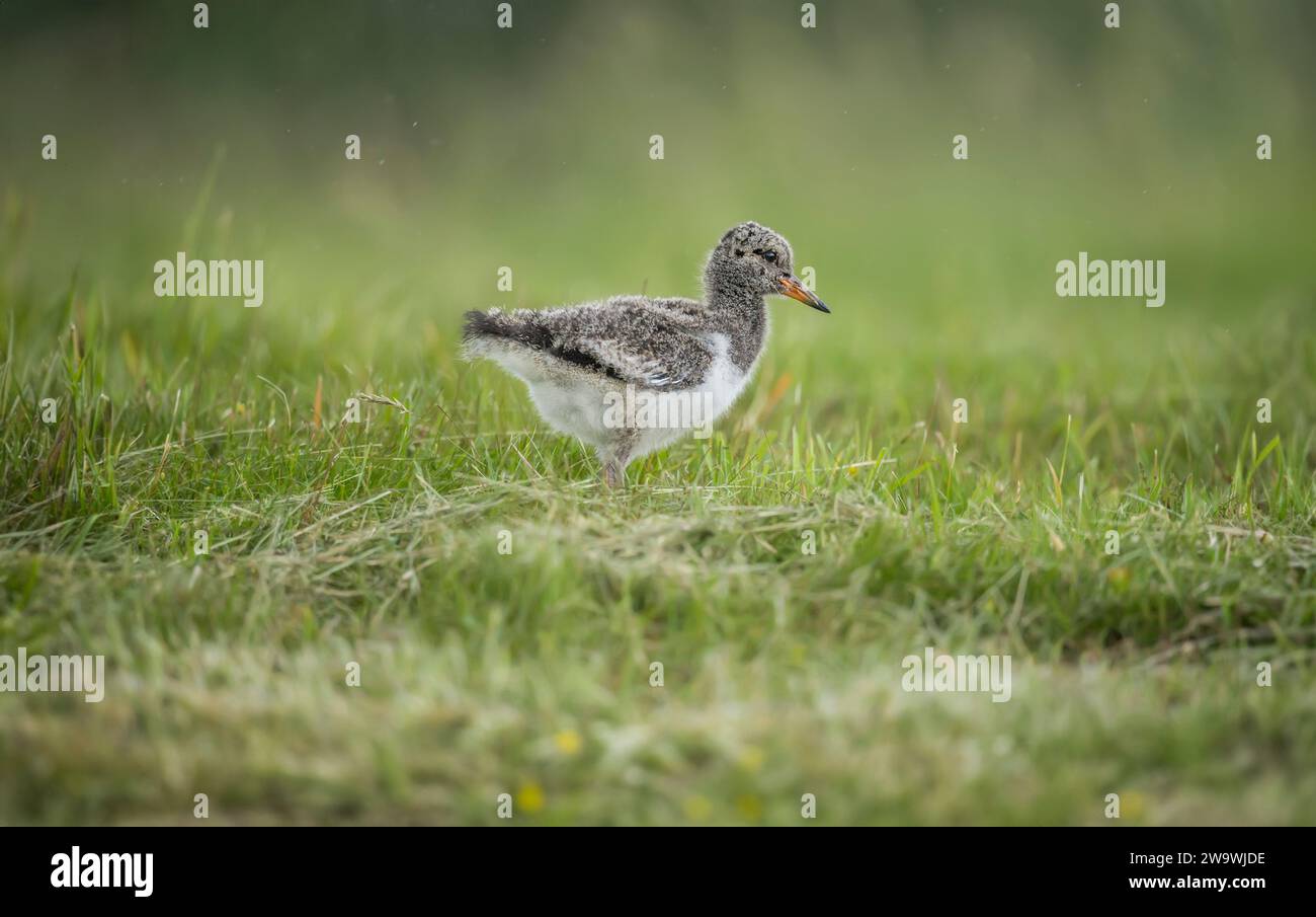 Huîtrier pie, Haematopus ostralegus, juvénile sur l'herbe Banque D'Images