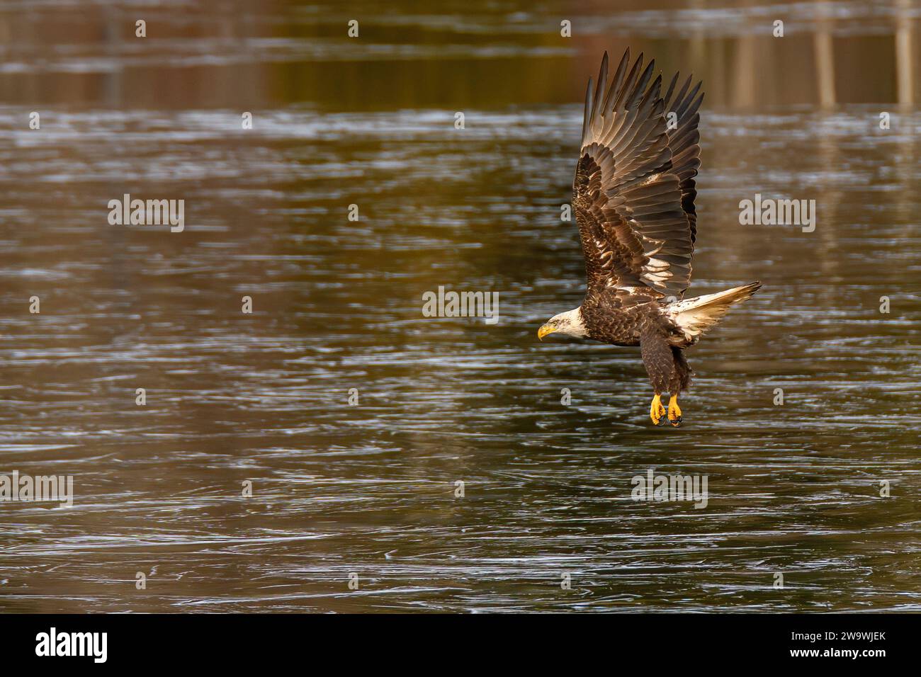 Un aigle à tête blanche avec ses ailes hautes et ses pieds bas atterrissant sur un lac gelé. Banque D'Images