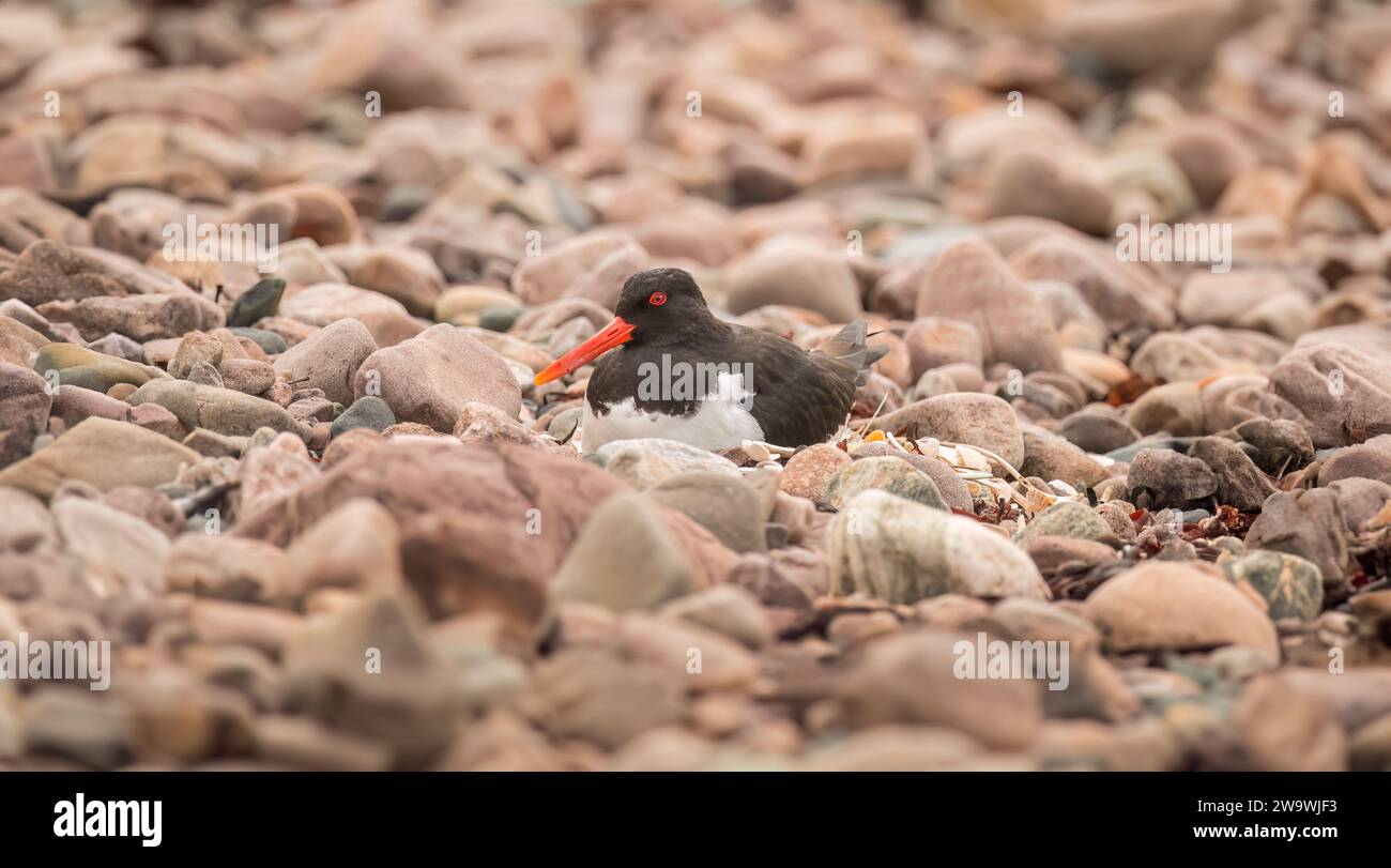 Oystercatcher assis sur son nid sur la plage, de près Banque D'Images