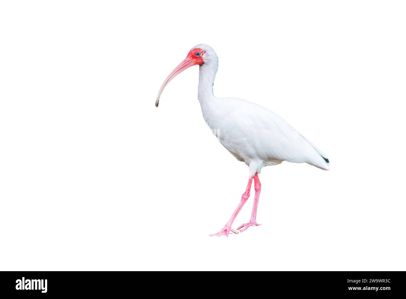 Photo découpée d'ibis blanc américain, Eudocimus albus, Costa Rica Banque D'Images