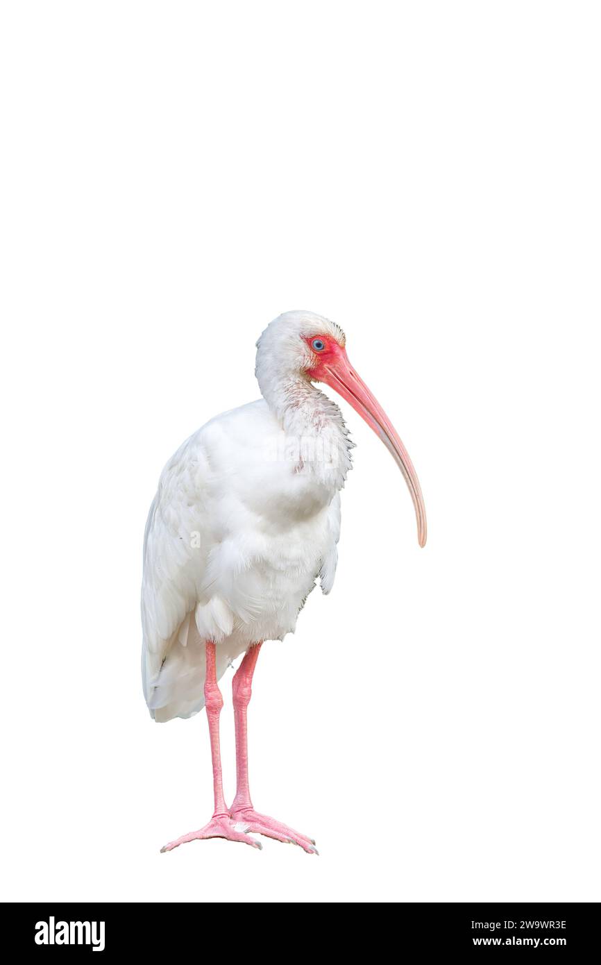 Photo découpée d'ibis blanc américain, Eudocimus albus, Costa Rica Banque D'Images