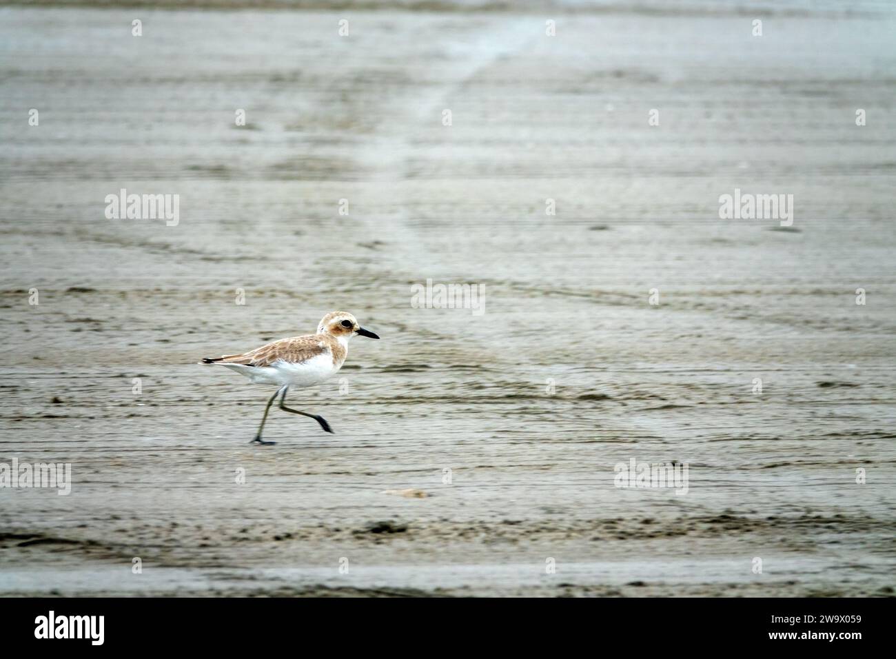 Bandar Abbas, Iran, janvier. Le grand pluvier sablonneux (Charadrius leschenaultii) dans le détroit d'Ormuz comme lieu d'hivernage et se nourrissant de la fa interstitielle de surf Banque D'Images