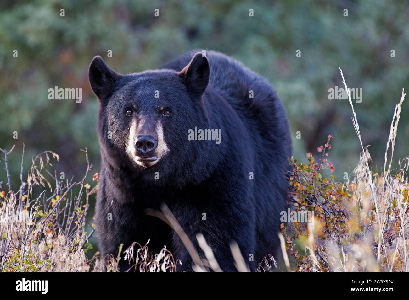 Ours noir marchant dans une prairie dans les montagnes Rocheuses du Colorado Banque D'Images