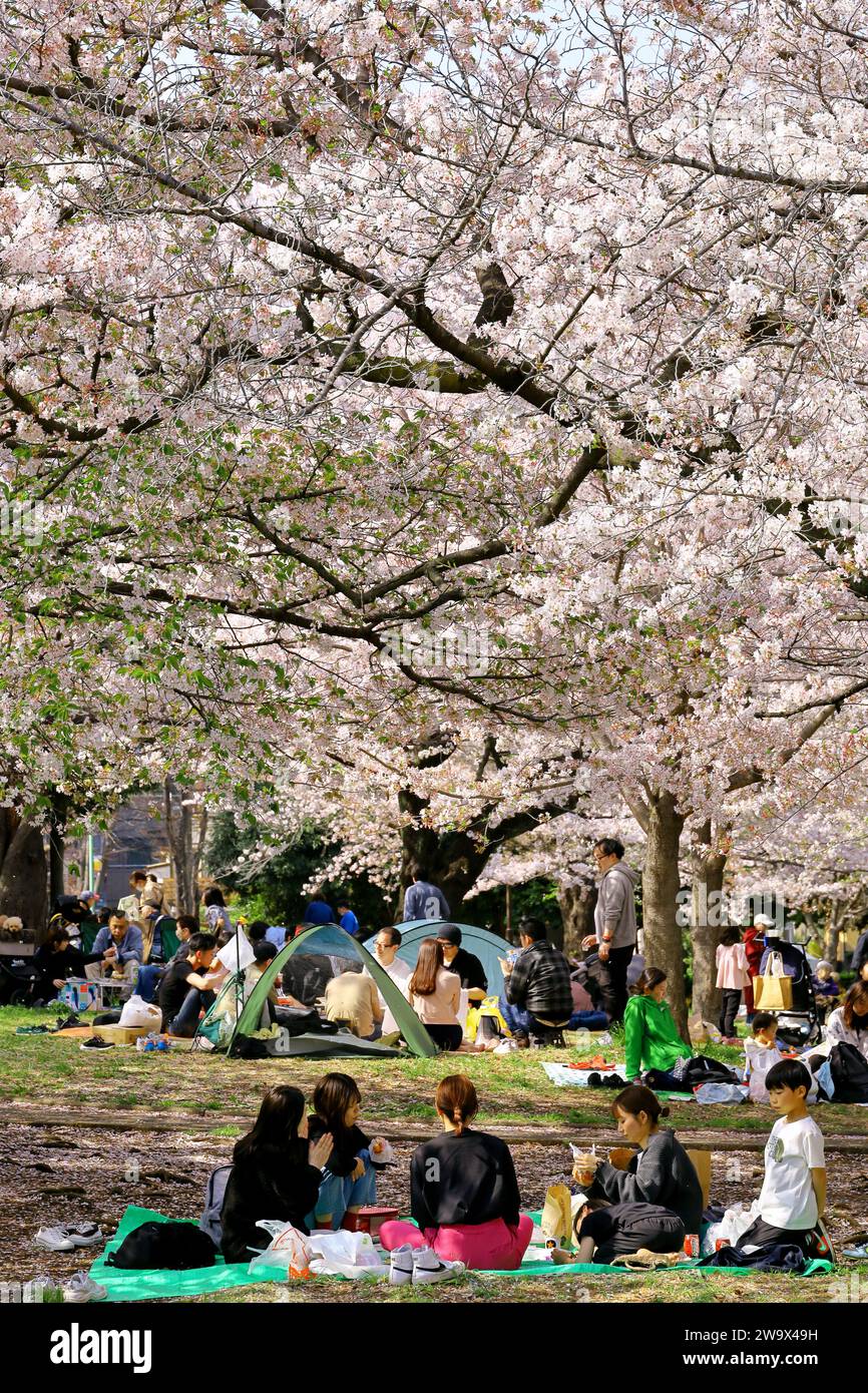 1 avril 2023 Kawasaki City, préfecture de Kanagawa, JapanMinamikawara Park dans le quartier de Saiwai est bondé de gens qui regardent les cerisiers en fleurs au printemps. Banque D'Images