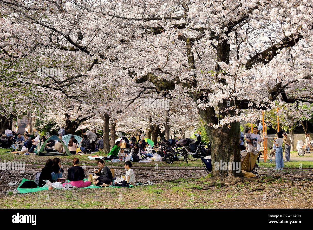 1 avril 2023 Kawasaki City, préfecture de Kanagawa, JapanMinamikawara Park dans le quartier de Saiwai est bondé de gens qui regardent les cerisiers en fleurs au printemps. Banque D'Images