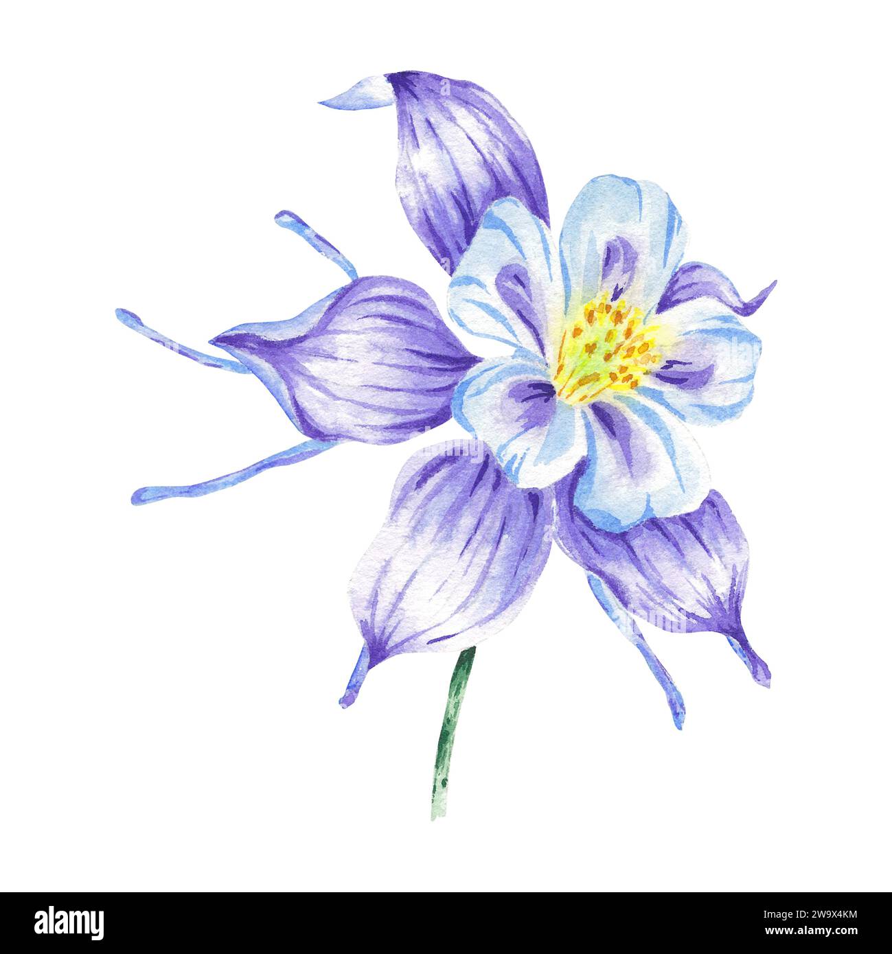 Fleur violette aquarelle isolée sur fond blanc dessiné à la main. Illustration violette dans le style botanique pour logo de conception, invitation de mariage, carte postale Banque D'Images
