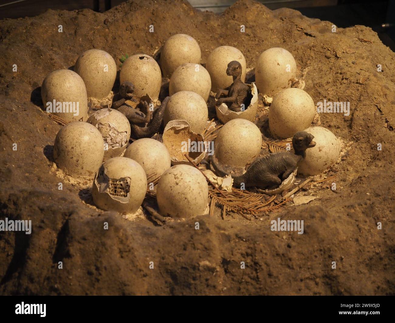 Dinosaur Eggs Replica au Natural History Museum de Londres, Royaume-Uni Banque D'Images