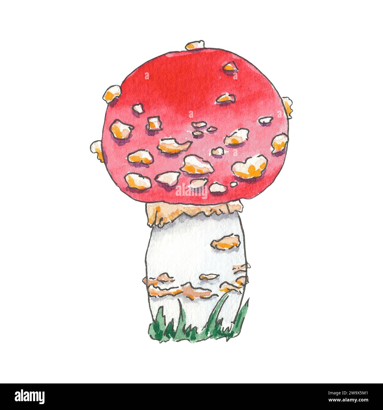 Mashrooms aquarelle mouche illustration agarique dessinée à la main dans le style botanique. Art de la nature pour logo de conception, carte postale, carte, affiche, papier peint, textile Banque D'Images