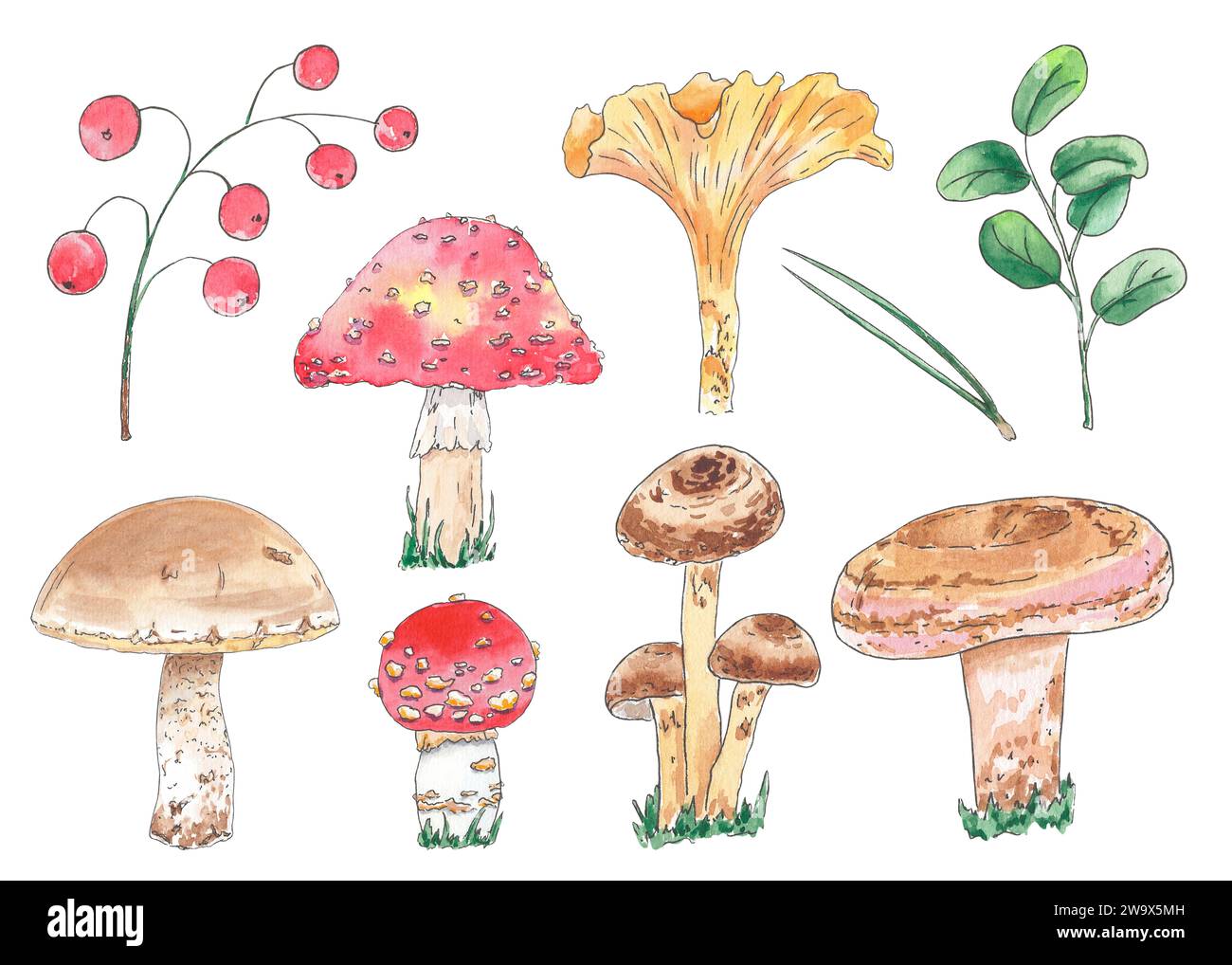 Aquarelle clipart champignon agaric, miel agaric, champignon de lait, chapeau de lait de safran, boletus, russula, dessiné à la main dans le style botanique. Design artistique Banque D'Images