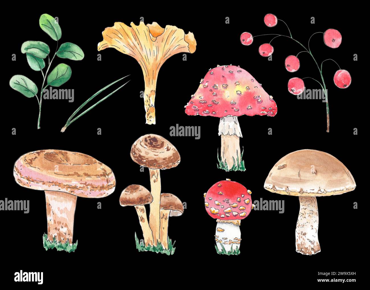 Aquarelle clipart champignon agaric, miel agaric, champignon de lait, chapeau de lait de safran, boletus, russula, dessiné à la main dans le style botanique. Design artistique Banque D'Images Aquarelle clipart champignon agaric, miel agaric, champignon de lait, chapeau de lait de safran, boletus, russula, dessiné à la main dans le style botanique. Design artistique Banque D'Images