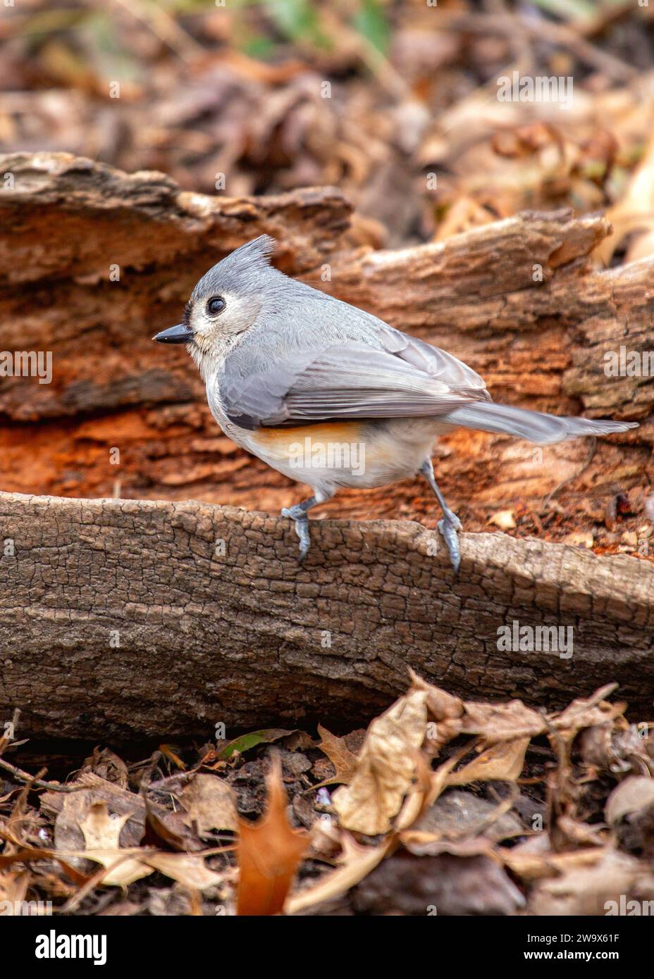 Baeolophus bicolor, la souris touffetée Titmouse, apporte une énergie vive aux forêts nord-américaines. Avec son écusson distinctif et son comportement joyeux, ce smal Banque D'Images