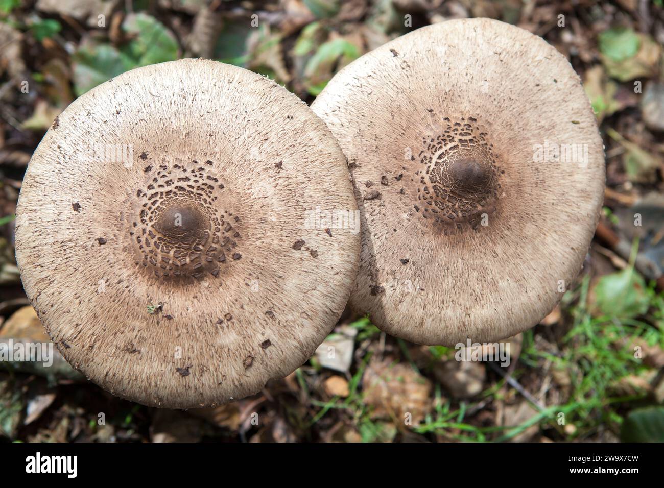 Champignons parasol poussant à Villuercas Geopark, Caceres, Espagne. Vue de dessus Banque D'Images