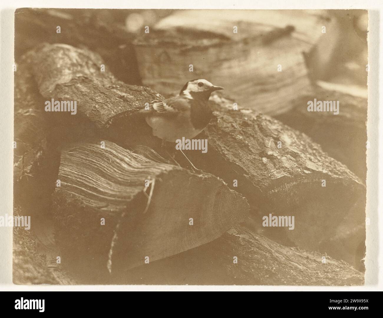Vogel on Boomstamm, 1900 - 1930 photographie papier néerlandais Banque D'Images